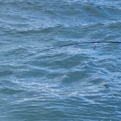 あみや渡船 JIGBOY 釣果