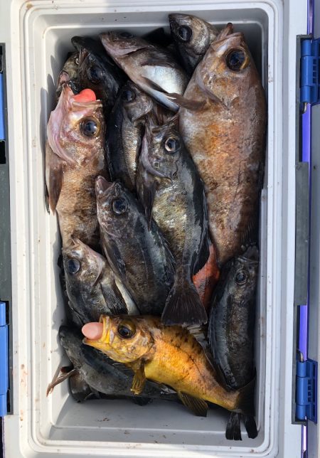 フィッシング キッタカ 釣果