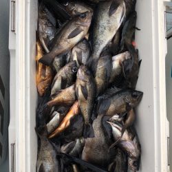 フィッシング キッタカ 釣果