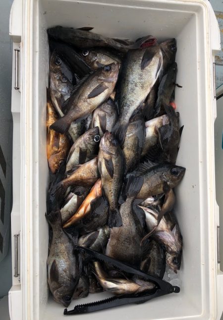 フィッシング キッタカ 釣果