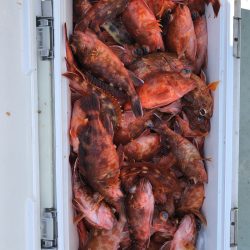 フィッシング　キッタカ 釣果