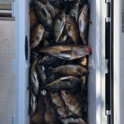 フィッシング キッタカ 釣果