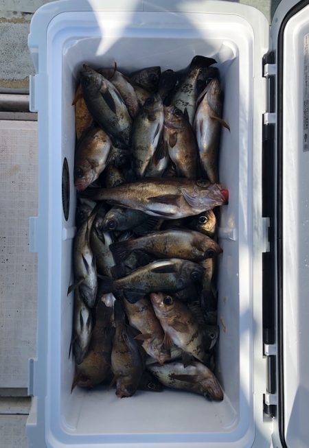 フィッシング キッタカ 釣果