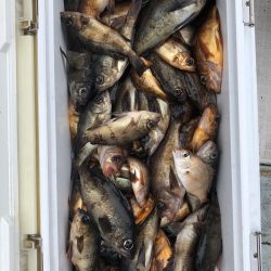 フィッシング キッタカ 釣果