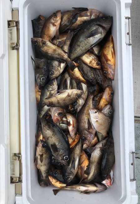 フィッシング キッタカ 釣果