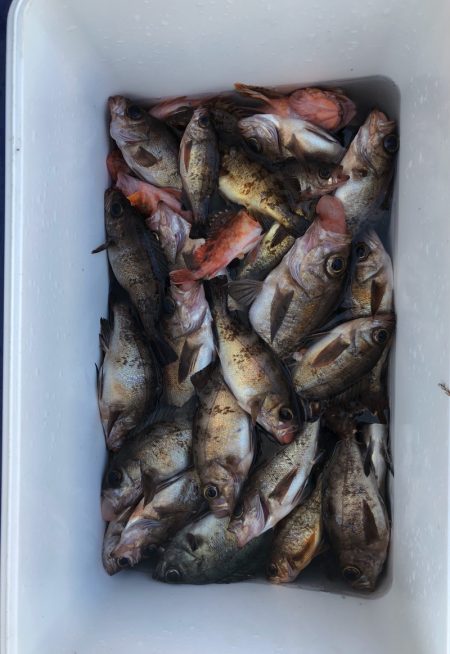 フィッシング キッタカ 釣果