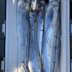 フィッシング　キッタカ 釣果