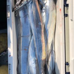 フィッシング キッタカ 釣果