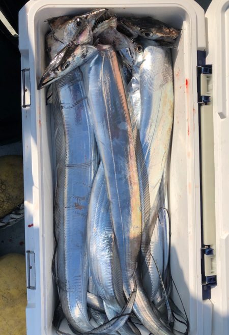 フィッシング キッタカ 釣果