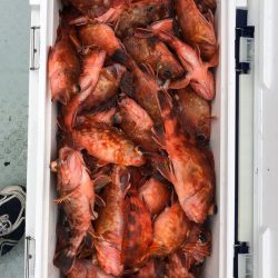 フィッシング キッタカ 釣果