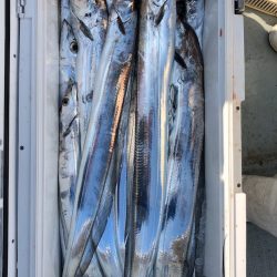 フィッシング キッタカ 釣果