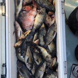 フィッシング キッタカ 釣果