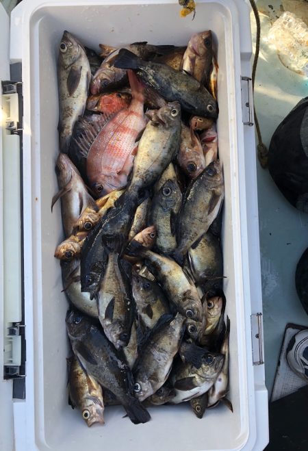 フィッシング キッタカ 釣果