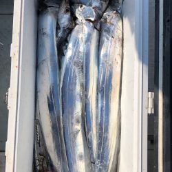 フィッシング キッタカ 釣果