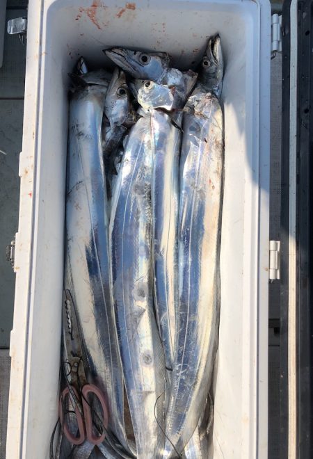 フィッシング キッタカ 釣果