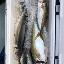 フィッシング キッタカ 釣果