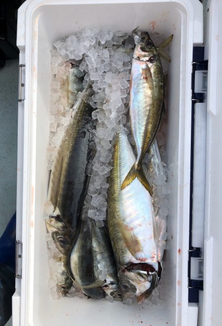 フィッシング キッタカ 釣果