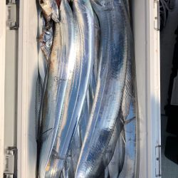 フィッシング キッタカ 釣果