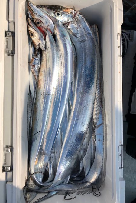 フィッシング キッタカ 釣果