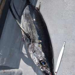 渡船屋たにぐち 釣果