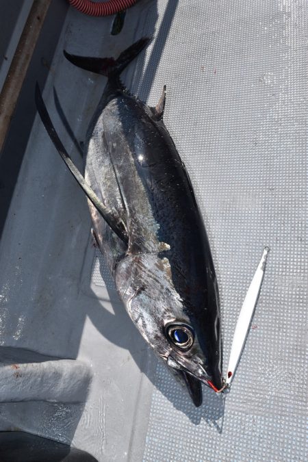 渡船屋たにぐち 釣果
