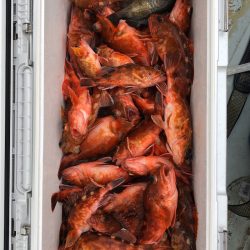 フィッシング キッタカ 釣果