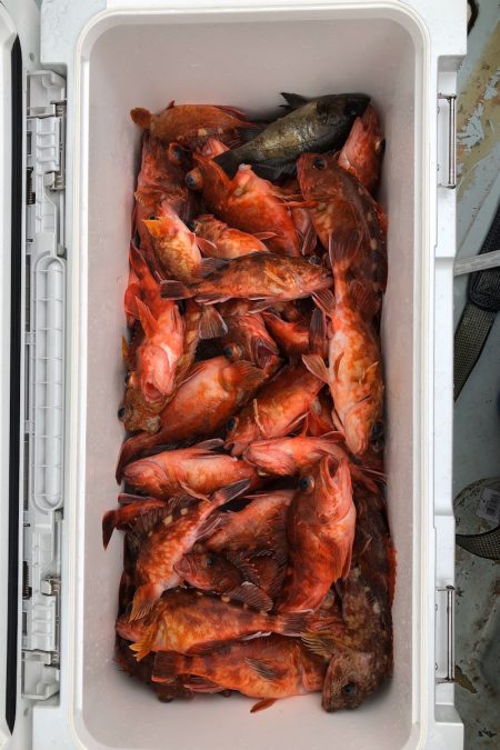 フィッシング キッタカ 釣果