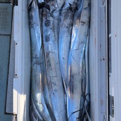 フィッシング　キッタカ 釣果