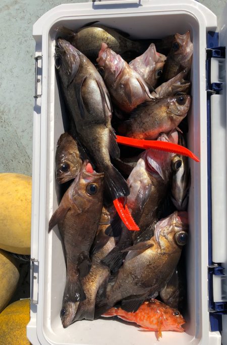 フィッシング キッタカ 釣果