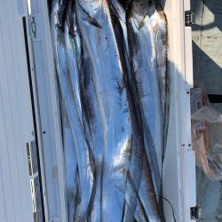 フィッシング キッタカ 釣果