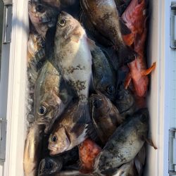 フィッシング キッタカ 釣果