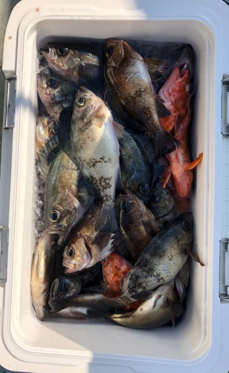 フィッシング キッタカ 釣果