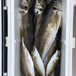 フィッシング　キッタカ 釣果