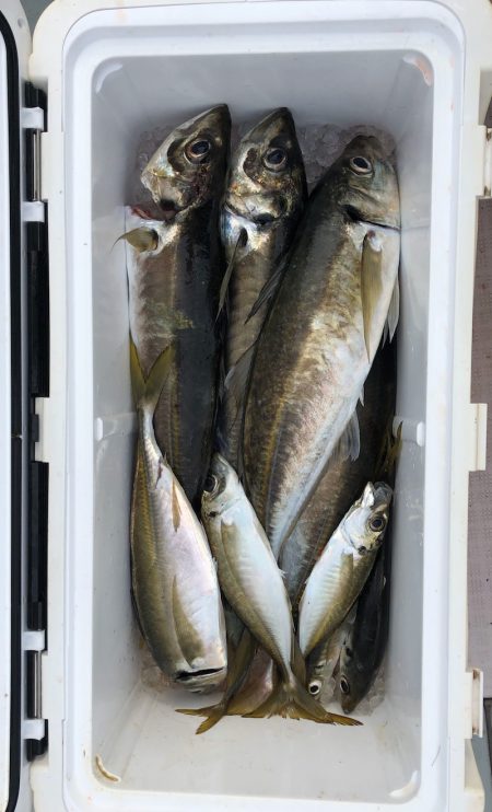 フィッシング　キッタカ 釣果