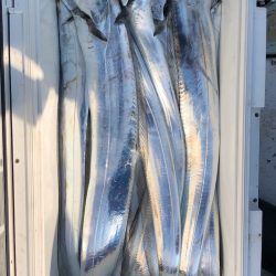 フィッシング キッタカ 釣果