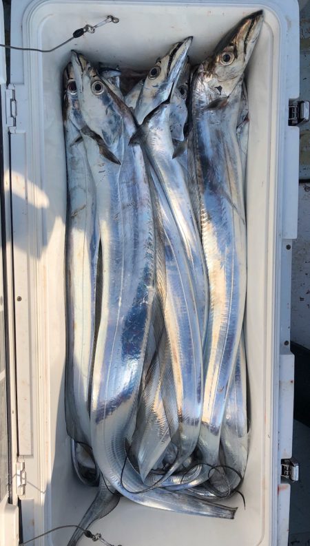 フィッシング キッタカ 釣果