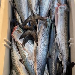 あみや渡船 JIGBOY 釣果