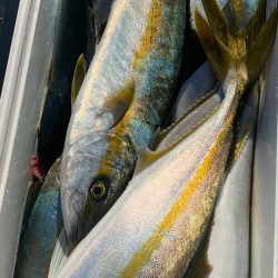 あみや渡船 JIGBOY 釣果