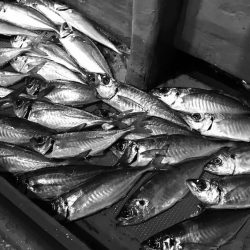 South Current 釣果