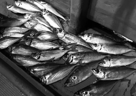 South Current 釣果