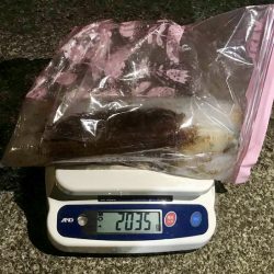 South Current 釣果