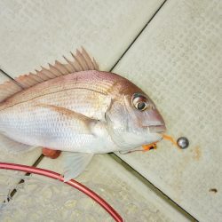 マリンガイド福丸 釣果