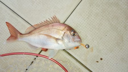 マリンガイド福丸 釣果