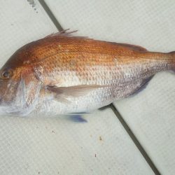 マリンガイド福丸 釣果