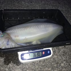 South Current 釣果