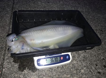 South Current 釣果