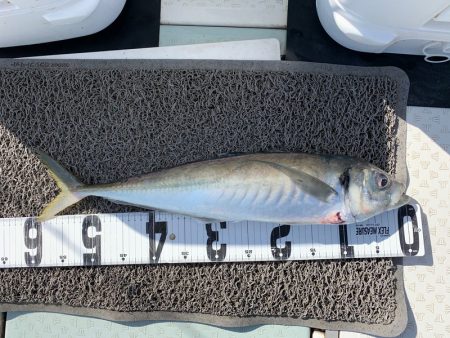 オーシャンスター(Ocean Star) 釣果