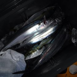 BlueNote Fishing Taxi 釣果