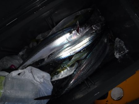 BlueNote Fishing Taxi 釣果