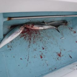 BlueNote Fishing Taxi 釣果